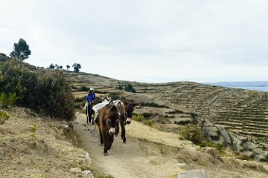 F2016___15072 Lac Titicaca, Ile du Soleil, transport de marchandises