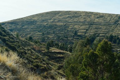 F2016___14818 Champs de pomme de terre sur les bords du lac Titicaca