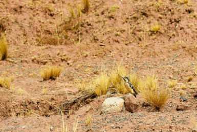 F2016___14739 Tiwanaku, cité du soleil, Pic des rochers (Colaptes rupicola)