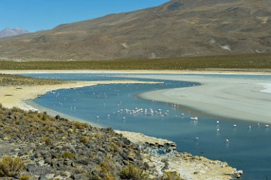 F2016___14008 Lagune Sakewa, site protégé abritant les trois espèces de flamants de l'altiplano