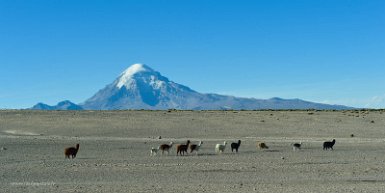 F2016___14053 Vue sur le Sajama, 6542m, à l'entrée de Chachacomani