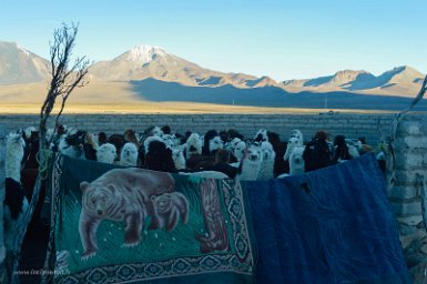 F2016___14075 Sajama, enclos à alpagas. Les alpagas y passent la nuit pour être protégés des pumas. Les lamas ont été libérés plus tôt pour aller brouter. Les alpagas boivent...