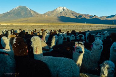 F2016___14078 Sajama, enclos à alpagas