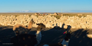 F2016___13765 San Martin, lamas dans leur parc