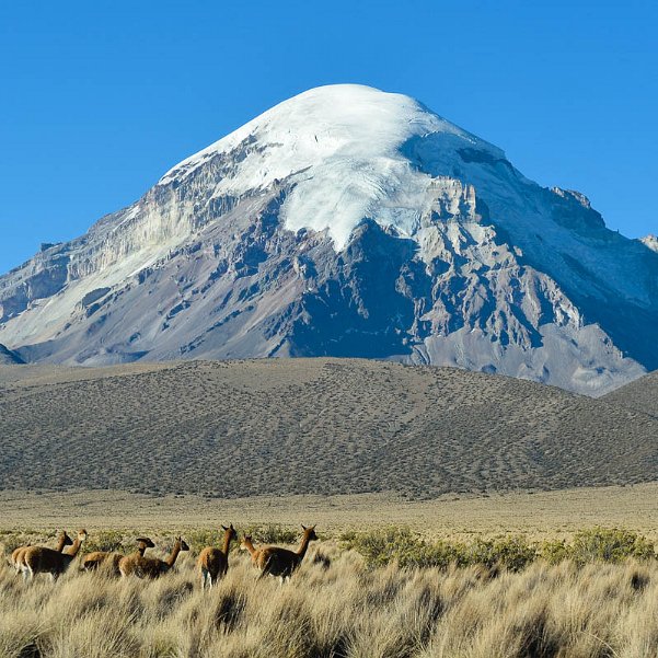 Autour du Sajama Depuis les chipayas, en remontant vers le nord, le long de la Cordillière des Andes, on aperçoit partout le Nevado...