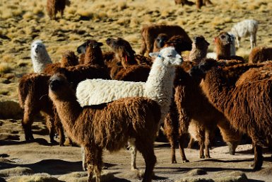 F2016___12876 Entrée parc Eduardo Avaroa, lamas. La laine des lamas étant désomais pratiquement invendable, les lamas sont élevés pour la viande et abattus vers 3 ans quand...