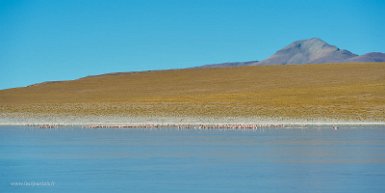 F2016___12904 Laguna Hedionda (puante en français), 4520m. Lac salé 25km au sud de Quetena avec une colonie de flamants roses. Attention il y a une autre lagune du même nom...