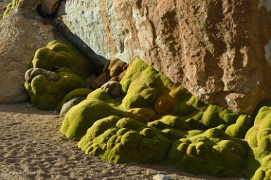 F2016___13178 Quelques kilomètres au nord de l'hôtel Taika du désert (4530m) : Azorella compacta, dénommée localement yareta. Malgré les apparences, ce n'est pas une mousse...