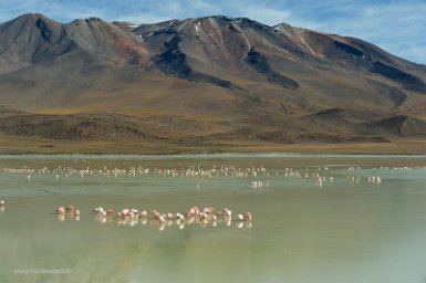 F2016___13223 Laguna Hedionda, Flamants de James (Phoenicoparrus jamesi)