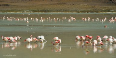 F2016___13225 Laguna Hedionda, Flamants de James (Phoenicoparrus jamesi)