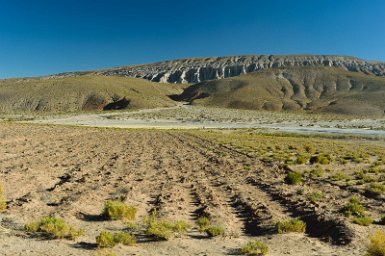 F2016___12702 San Antonio de Lipez, champ de quinoa. Les semis ont lieu en général en septembre octobre et la récolte en avril-mai (si voulez tout savoir sur le quinoa lire...