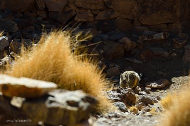 F2016___12736 San Antonio de Lipez Viejo, Viscache des montagnes (lagidium viscacia), rongeur de la famille des chinchillidae