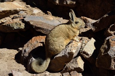 F2016___12742 San Antonio de Lipez Viejo, Viscache des montagnes (lagidium viscacia), rongeur de la famille des chinchillidae