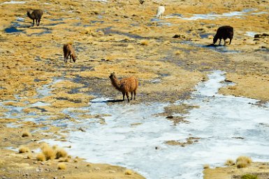 F2016___12748 Près de San Antonio de Lipez Viejo, lamas dans la glace