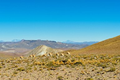 F2016___12755 Près de San Antonio de Lipez Viejo, troupeau de vigognes