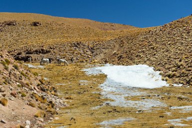 F2016___12763 Entre San Antonio de Lipez et la Laguna Morejon, premières neiges à 4760m