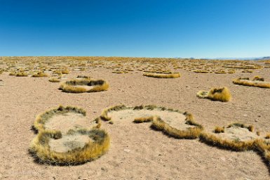 F2016___12766 Entre San Antonio de Lipez et la Laguna Morejon, 4800m, curieux anneaux de paja brava. Notre guide dit que les lamas mangent le milieu de la touffe, créant...