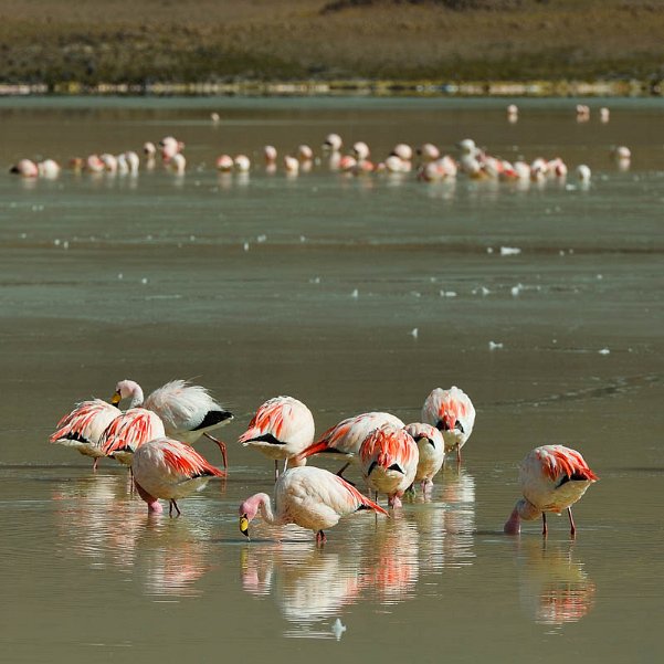 En remontant vers le Salar La limite de la réserve Eduardo Avaroa est théorique et ni les paysages, ni les animaux ne s'y arrêtent. Alors une très...