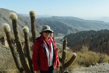 F2016___12538 Route de Tupiza à San Pablo de Lipez, site du Sillar, Milène, cactus Trichocereus pasacana et oiseau Phrygile à tête noire