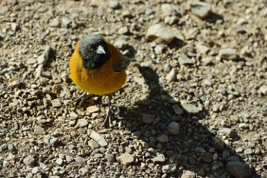 F2016___12543 Route de Tupiza à San Pablo de Lipez, site du Sillar, Phrygile à tête noire (Phrygilus atriceps - Black-hooded Sierra Finch)