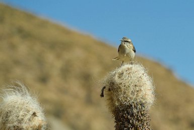 F2016___12549 Route de Tupiza à San Pablo de Lipez, site du Sillar,Tyranneau noirâtre (Serpophaga nigricans - Sooty Tyrannulet) sur la cime d'un cactus Trichocereus pasacana