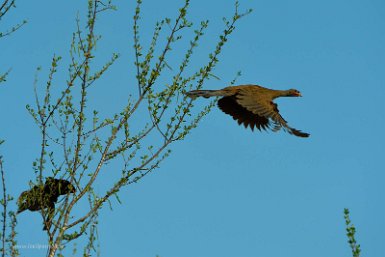 F2016___16171 Parc naturel de Kaa-iya del Gran Chaco, Chachalaca Charata ou Ortalide du Chaco, (Ortalis canicollis)