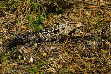 F2016___16179 Parc naturel de Kaa-iya del Gran Chaco, Tégu d'Argentine (Salvator merianae). C'est un très gros lézard qui peut atteindre 1.45m pour 10kg