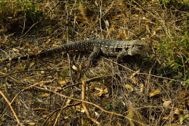 F2016___16186 Parc naturel de Kaa-iya del Gran Chaco, Tégu d'Argentine (Salvator merianae). Il est parfois vendu comme animal domestique mais peut parfois être agressif.