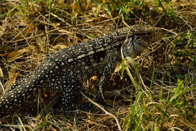 F2016___16190 Parc naturel de Kaa-iya del Gran Chaco, Tégu d'Argentine (Salvator merianae)