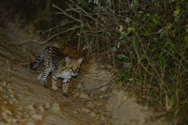 F2016___16198 Parc naturel de Kaa-iya del Gran Chaco, ocelot (leopardus pardalis).