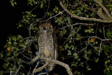 F2016___16208 Parc naturel de Kaa-iya del Gran Chaco, Grand-duc d'Amérique (Bubo virginianus)