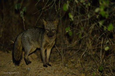F2016___16219 Parc naturel de Kaa-iya del Gran Chaco, renard des savanes (Cerdocyon thous)