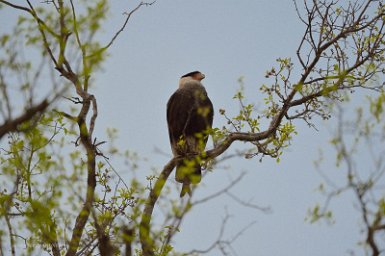 F2016___16223 Parc naturel de Kaa-iya del Gran Chaco, Caracara du Nord (Northern Crested Caracara)