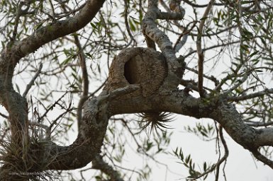 F2016___16230 Parc naturel de Kaa-iya del Gran Chaco, Nid en forme de four du Fournier Roux (Furnarius rufus). Cet oiseau a été choisi comme symbole de l'Argentine.