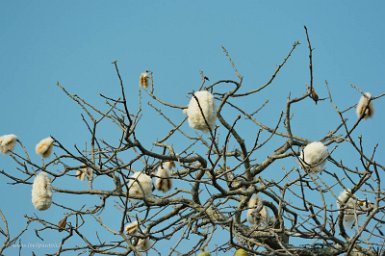 F2016___16231 Parc naturel de Kaa-iya del Gran Chaco, Kapokier ou toborochi