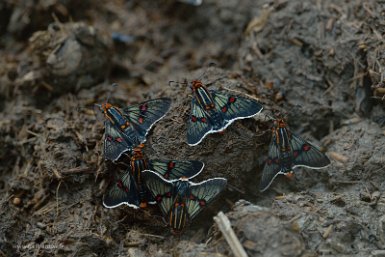 F2016___16236 Parc naturel de Kaa-iya del Gran Chaco, papillons non identifiés. (toute suggestion est bienvenue)
