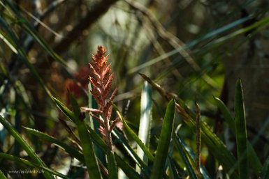 F2016___16243 Parc naturel de Kaa-iya del Gran Chaco, broméliacée non identifiée (toute suggestion est bienvenue)