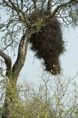 F2016___16246 Parc naturel de Kaa-iya del Gran Chaco, nid de Counure veuve (Myiopsitta monachus)