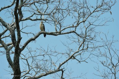 F2016___16253 Parc naturel de Kaa-iya del Gran Chaco,Caracara à tête jaune (Milvago chimachima)