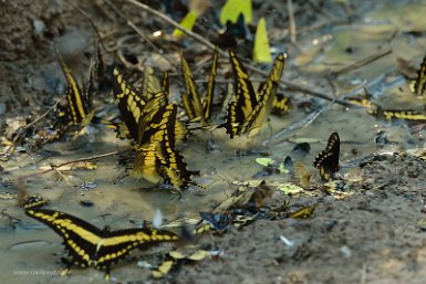 F2016___16260 Parc naturel de Kaa-iya del Gran Chaco, papillons non identifiés (toute suggestion est bienvenue)
