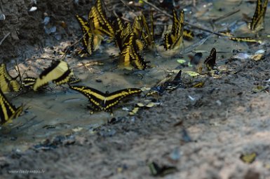F2016___16261 Parc naturel de Kaa-iya del Gran Chaco, papillons non identifiés (toute suggestion est bienvenue)