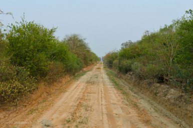 F2016___16315 Parc naturel de Kaa-iya del Gran Chaco, l'unique route accessible le long du gazoduc. En fait la recherche d'animaux se fait, de jour comme de nuit en...