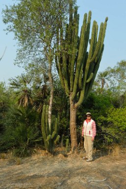 F2016___16329 Parc naturel de Kaa-iya del Gran Chaco, cactus le long de la piste