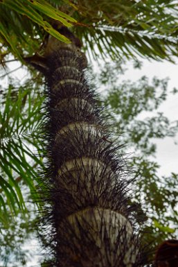 F2016___08761 Jardin des Délices, palmier à épines, sans doute du genre Aiphanes