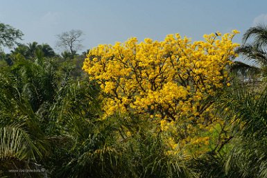 F2016___15787 Entre San Francesco Xavier et Concepción, Tajibo en fleurs (Tabebuia chrysotricha)