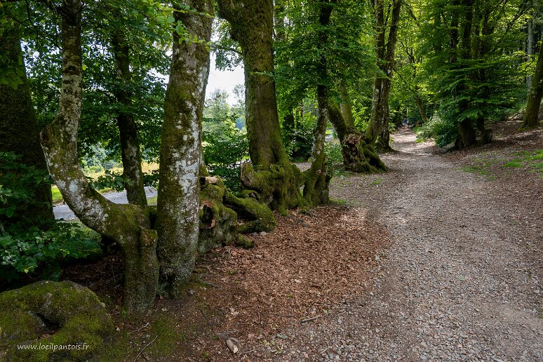 20210723__00159-87 Bibracte: les paysans du XIXe s entremêlaient les branches des jeunes arbres pour en faire des haies. il en reste ces formes étranges des vieux arbres, appelées...