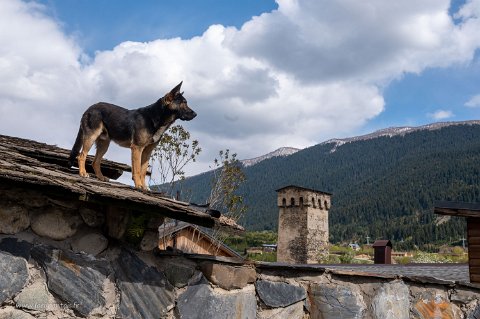 20220512__00228-47 Mestia est un village d'élevage, gardé comme toute la Géorgie par les chiens... qui ici, n'apprécient guère les promeneurs du matin quand les troupeaux sortent.