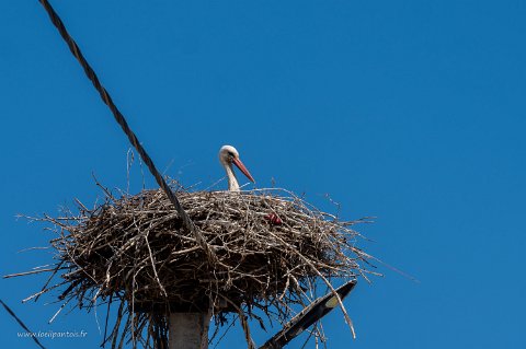 20220517__00126-36 Cigogne de Ninotsminda