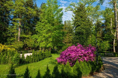 20220511__00173-149 Zugdidi, jardin botanique du palais, créé en 1840 sous l'impulsion d'Ekaterine Chavchavadze et du jardinier italien Joseph Babini