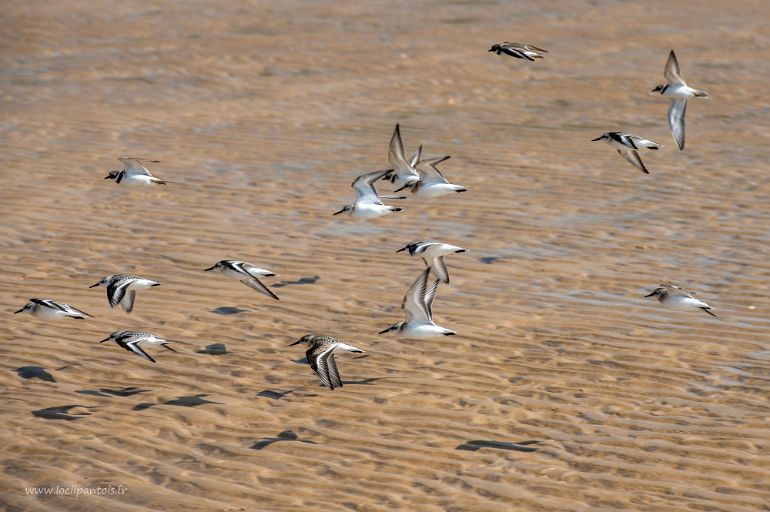 20210905__00281-46 Plage de Wissant, vol de gravelots